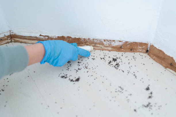 Best Affordable Pest Control Services  in Marlin, TX